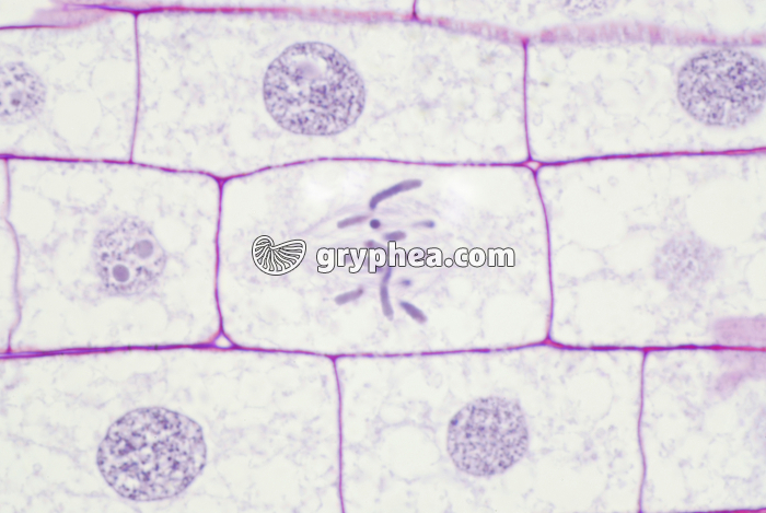 Mitose dans une racine de Blé (cellule en métaphase) x200 - gryphea.com